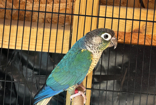 DNA Tested Male Conure