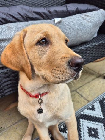 Labrador Retriever