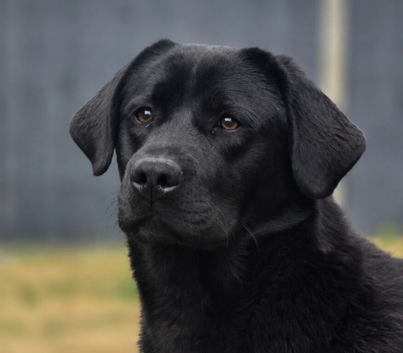 1 Year Old Male(DNA + Hips+ Elbow Scored)