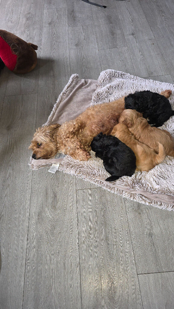 Cavapooshih