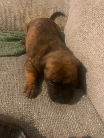 American bully puppy's