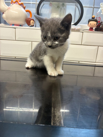 Beautiful kittens 2 litters one ready now other end of October