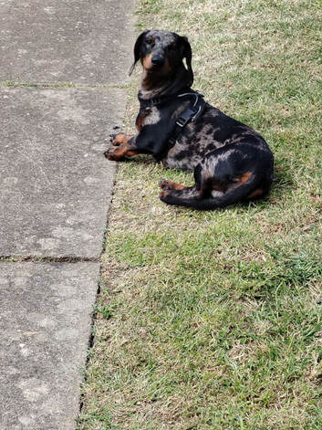 Mini dash hound
