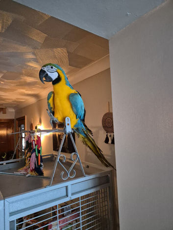 Blue and Gold Macaw