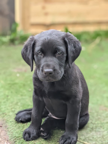 Labrador male