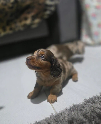 Amazing  Miniature Long Haired Dachshund Puppies