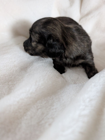 Stunning brindle girl