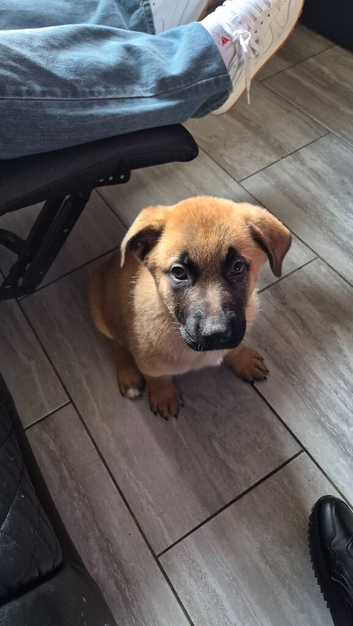 shepkita puppies ready now 2 girls left