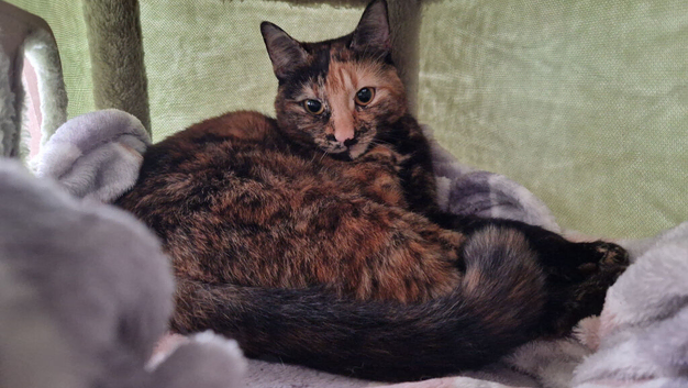 Gorgeous tortoiseshell girl