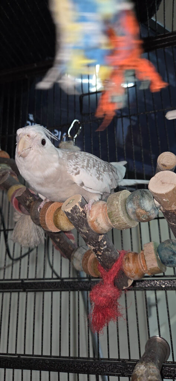 Zazu the cockatiel