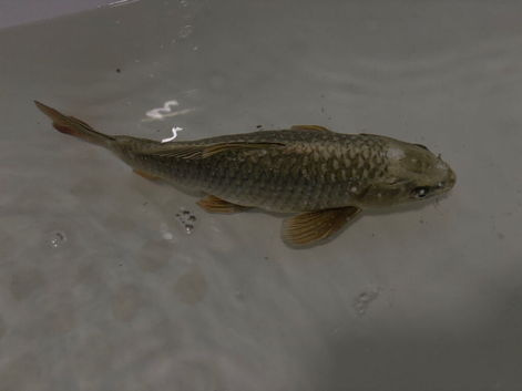 Ghost koi