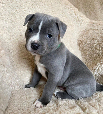 Blue staffordshire bull terrier puppies