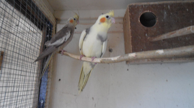 12 WEEK OLD PAIR READY TO TAME or breed