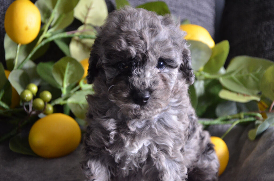 Miniature poodle pups