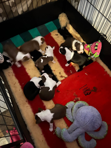 Female boston terrier