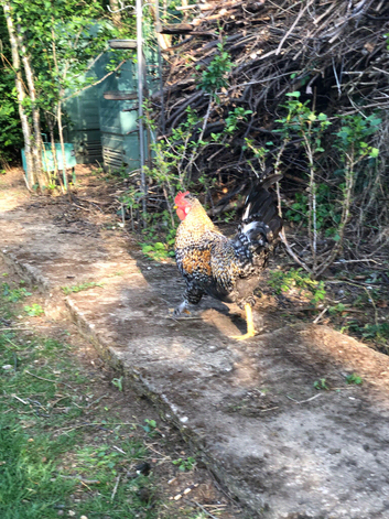 Healthy hand reared cockerel