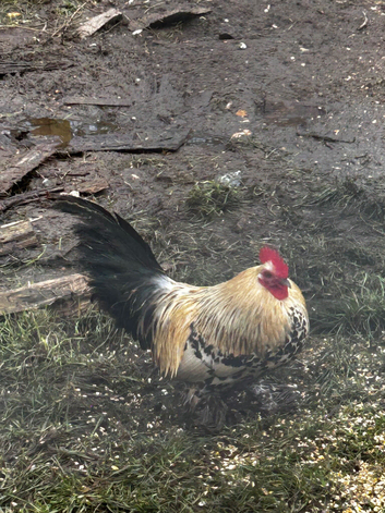 3 bantams (COCKERELS)