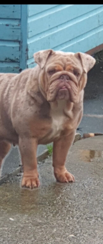 Female British bulldog for sale