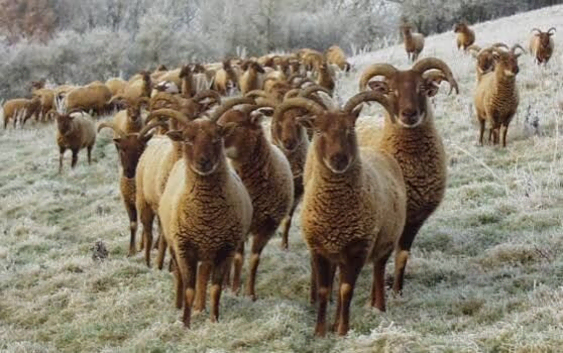 Castkemilk moorits