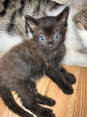 Black boy kitten