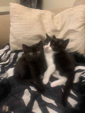 Adorable black and white kittens