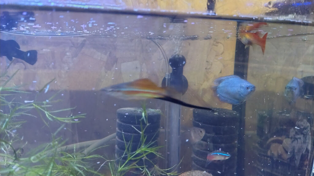 Tropical fish