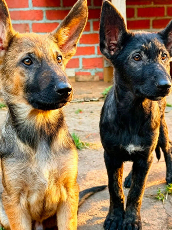 Dutch shepherd x German shepherd puppies