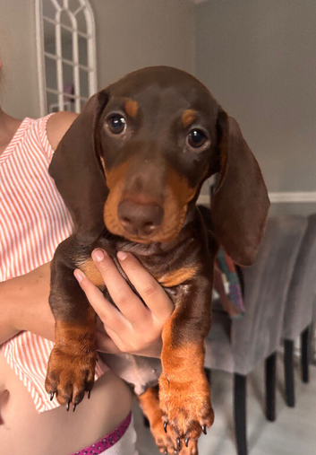 Chocolate &Tan Dachshund Pups