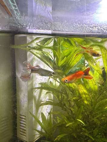 Guppy fry for sale