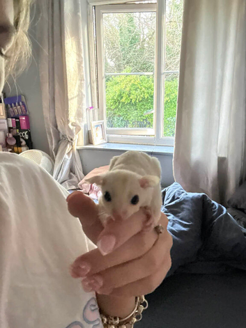 3 stunning sugar gliders mom dad and son