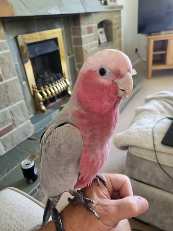 Hand reared hand tame