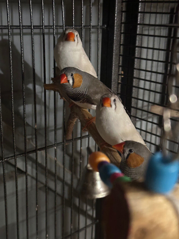 6 zebra finches Two proven pairs of finches and two additional female finches