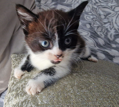 Kitten