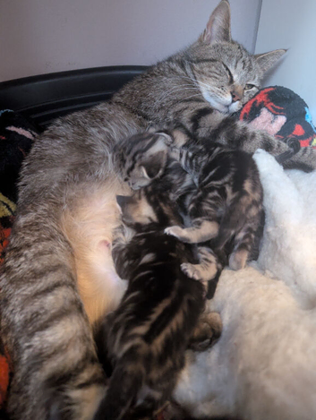 Kittens