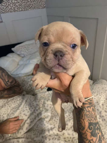 Red fawn French bull dogss