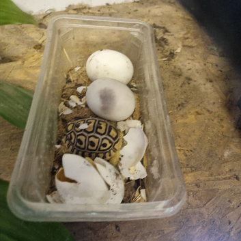 Baby reports torts
