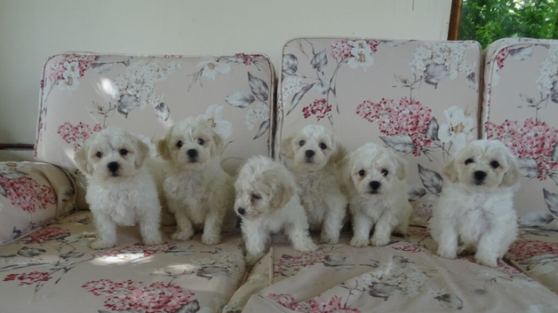 Beautiful Bichon Frise Puppies