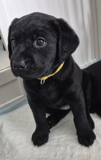 Beautiful KC Labrador Puppies