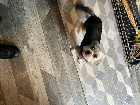 1 year old female Yorkshire Terrier