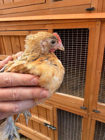 Pekin bantam cockerels