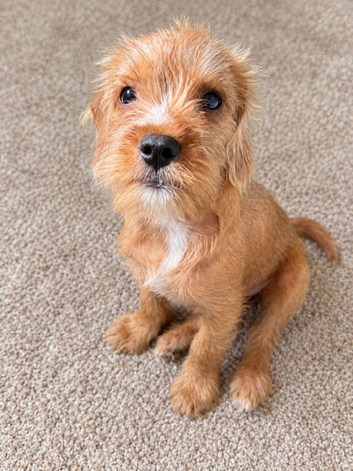 Bordeaux terier x cavapoo