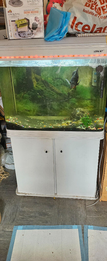 Fish and stand and a oscar fish