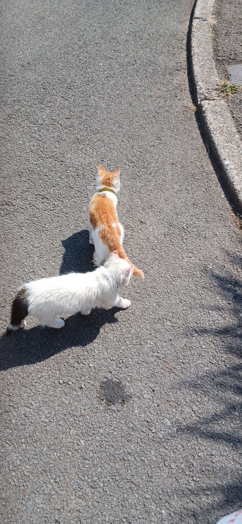 2 males