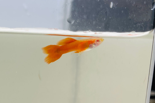 Full Red Albino Guppy Pairs