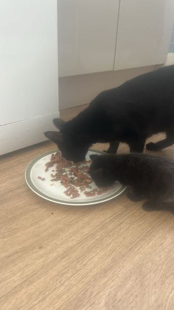5 mixed kittens for sale &pound;50