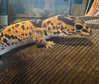 Oreo African fat tail gecko