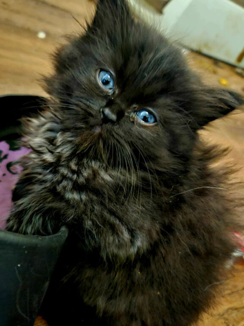 Beautiful Ragdoll & Chinchilla kittens