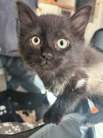 Mixed breed black kittens