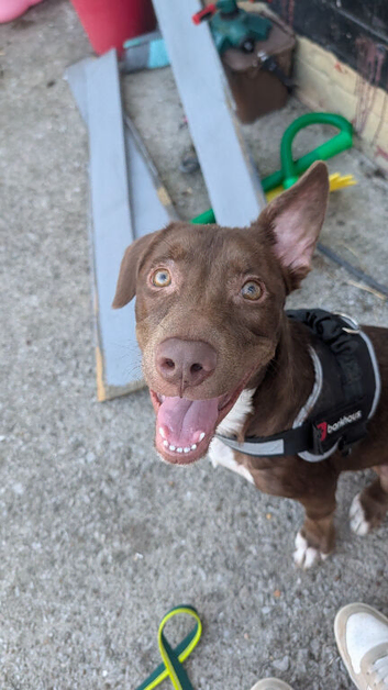Rehoming beautiful pup Brownie