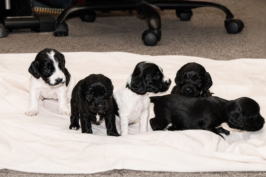 Beautiful Cocker Spaniel Puppies